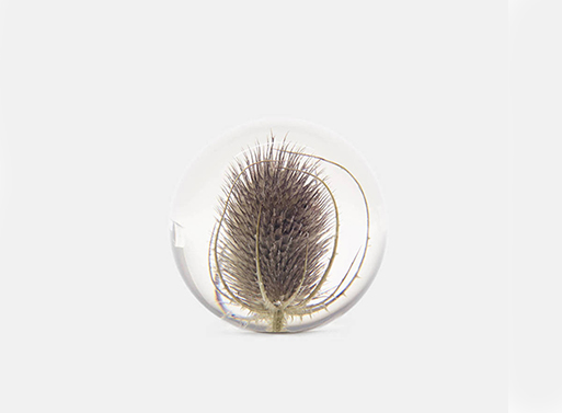 Hafod Grange Teasel Paperweight