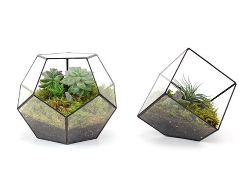 Dodecahedron and Cube Terrarium