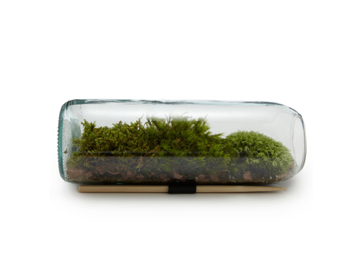 Moss Terrarium Bottle