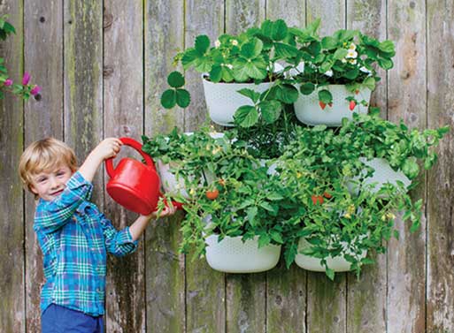 Living Wall Planter 2