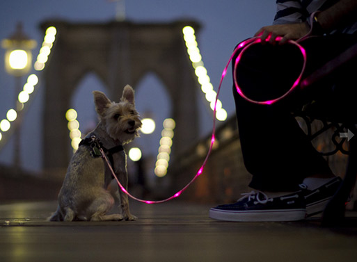 The Pup Crawl Lights-Up Leash