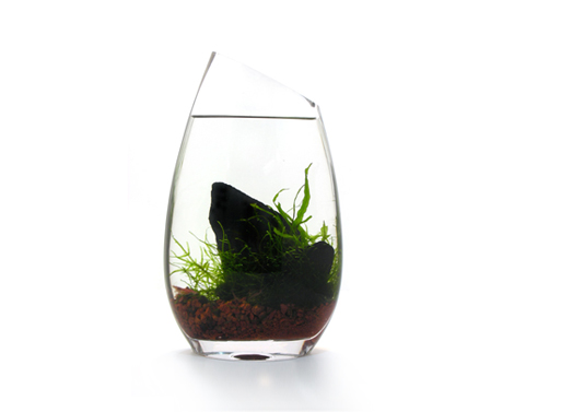 BLUEiQ Miniature Ecosystem