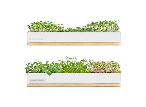 Micro-Green Kits