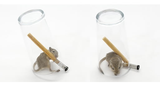 Mouse in a Pint (Non-lethal mouse trap) by Roger Arquer