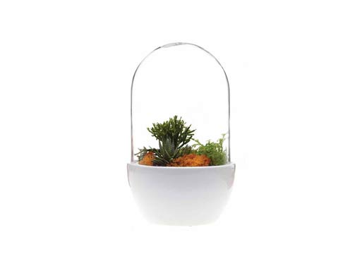 Pill Terrarium