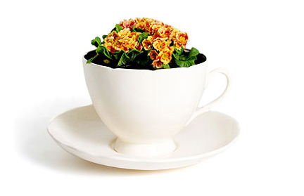 Plant Cup