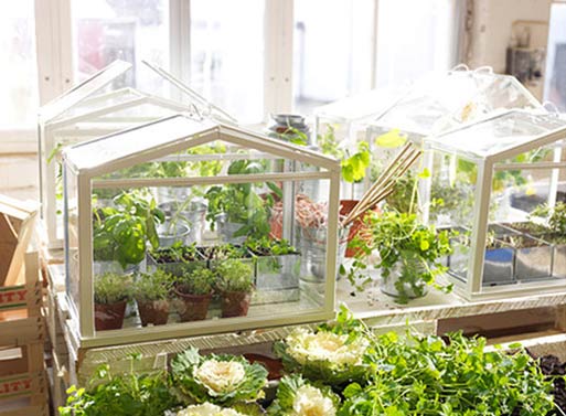 Socker Greenhouse