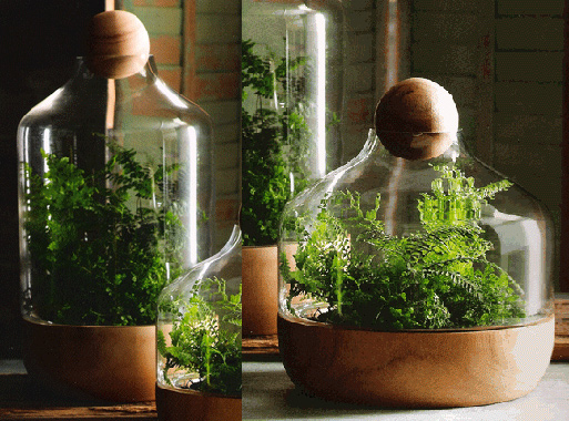 Danish Terrariums